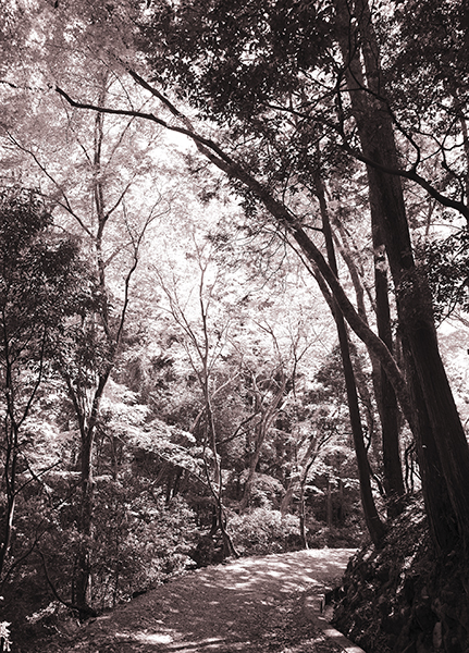 Papier peint Forêt Onirique